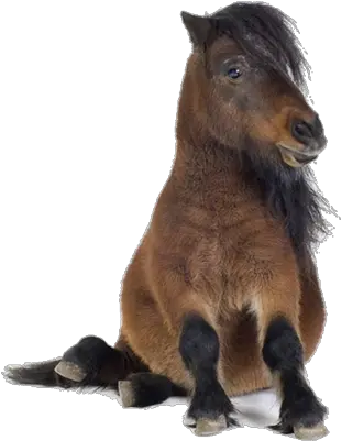 Tiny Pony Shetland Pony Transparent Png Pony Png