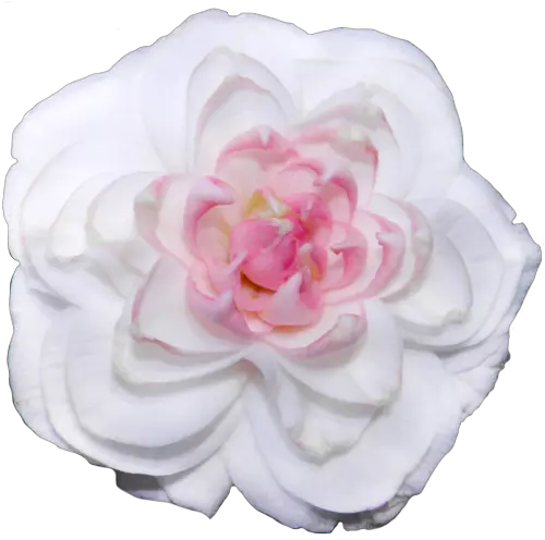 Transparent White Camellias Transparent Background Png Flowers Transparent Tumblr