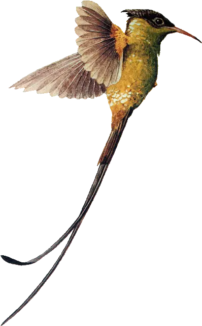 Hummingbird Download Png Image Swallow Tail Hummingbird Png Hummingbird Png