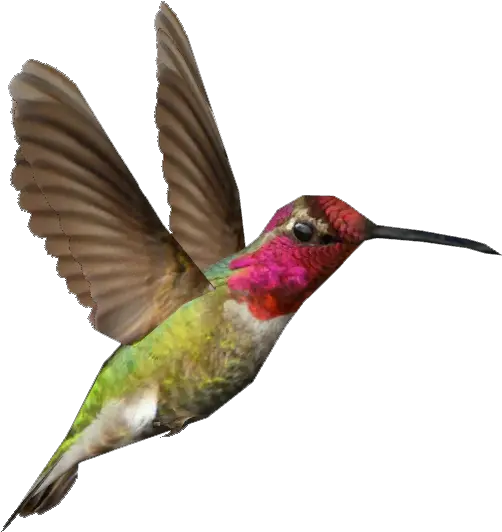 Hummingbird Png Ruby Throated Hummingbird No Background Hummingbird Png