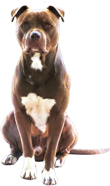 Cane Seduto Png Pit Bull Terrier Png Pitbull Png