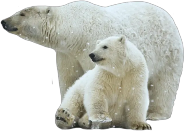 Polar Bear Png 48 Photo 6820 Transparent Image For Polar Bear Toxic Chemicals Polar Bear Png