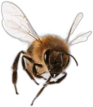 Front View Bee Transparent Png Transparent Background Bees Png Bees Png