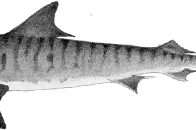 Download Hd Drawn Tiger Shark Blank Background Tiger Shark Pacific Sturgeon Png Shark Transparent Background