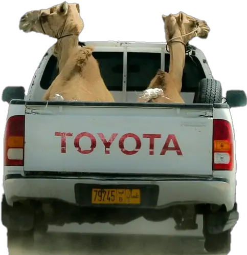 Camel Challenge Camelsticker Toyota Hilux Png Camel Transparent