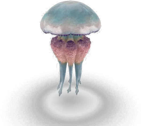 Download Free Png Jellyfish Image Dlpngcom Portable Network Graphics Transparent Jellyfish