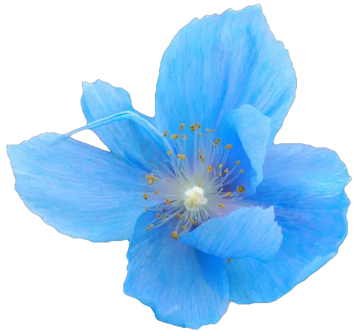 Blue Flower Png Blue Aesthetic Flower Png Wildflower Png