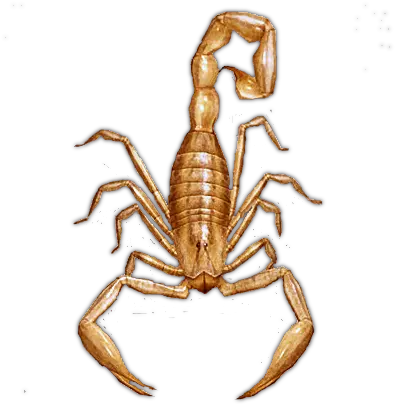 Scorpion Ghost Pathfinderogc Scorpion Dundjinni Png Scorpion Transparent Background