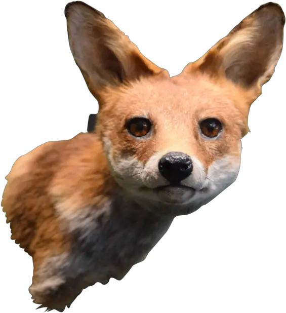 Download Taxidermy Fox Head Mount Swift Fox Png Fox Head Png