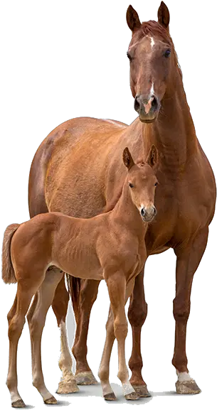 Our Horses Edge Horse And Foal Png Horse And Foal Png Horses Png