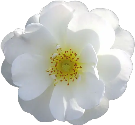 White Roses Png Picture 824850 Flower White Rose White Rose Transparent Background