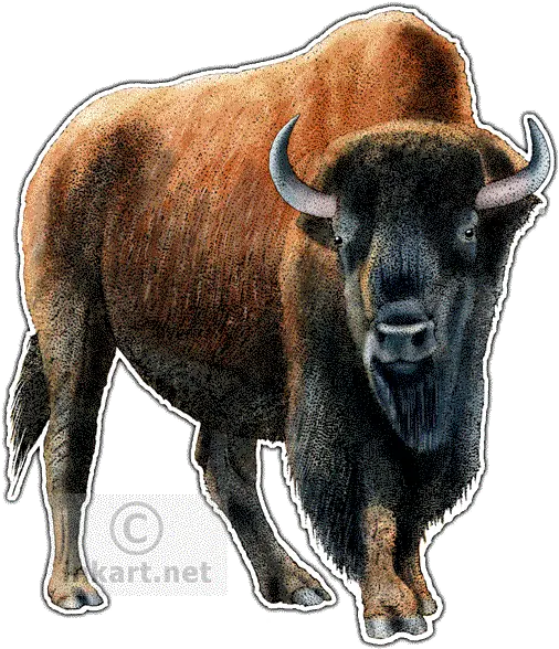 Twin Drawing Bison Transparent Png Kansas State Animal Bison Png