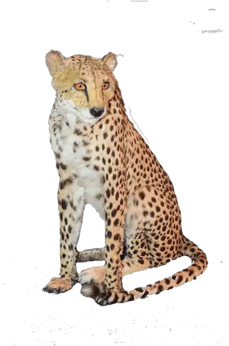 Sitting Cheetah Png Download Image Cheetah Png Sitting Cheetah Png