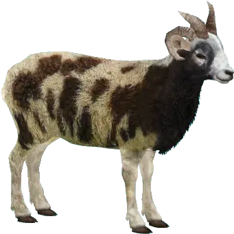 Goat Png Picture 663719 Goat Platypus Png