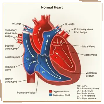 A Little Something About The Human Heart Part Of The Heart Prevents Blood Png Human Heart Png