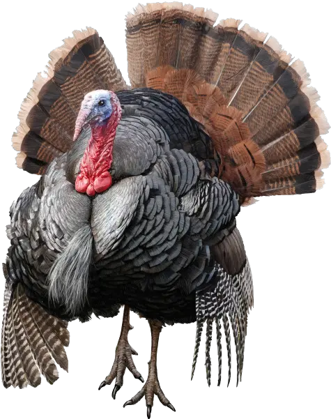 Wild Turkey Png Transparent Image Turkey Png Turkey Transparent