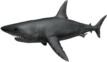 Great White Roblox Shark Bite Wiki Fandom Great White Shark Sharkbite Roblox Png Great White Shark Png