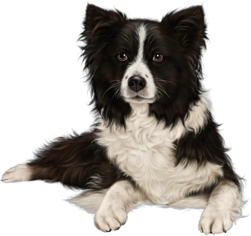 Sheltie Australian Cattle Dog Border Collie Puppy Hd Png Border Collie Png