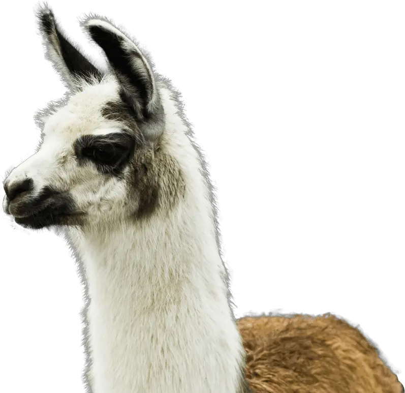 Winamp Lamau0027s Ass Whipper Academy Lama Transparent Png Llama Png