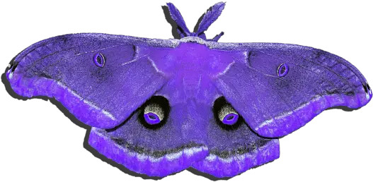 Male Moth Purple Blue Moth Png Moth Png