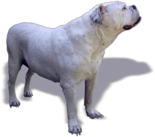 Dog Bulldog Oldebulldog Old Free Image On Pixabay Old English Bulldog Png Bulldog Transparent Background