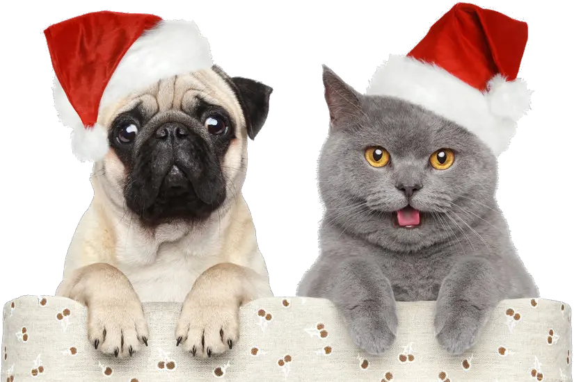 Download Christmashalloweenchristmas Pet Hats Claus Dog Happy New Year Animals Png Christmas Hats Png