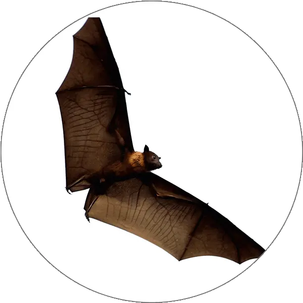 Animals Bat Png Simple Bat Icon