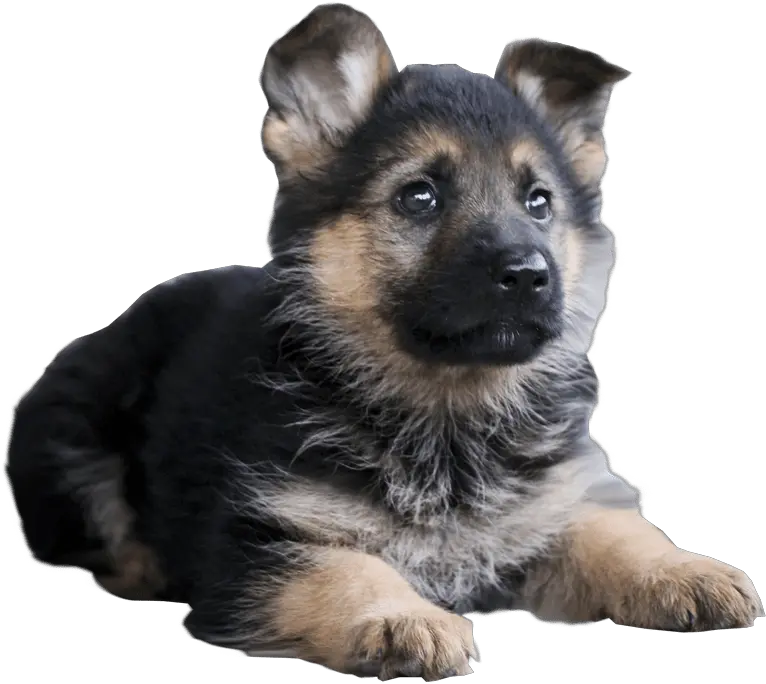 German Shepherd Puppy Lying Down Free Png Images Cute German Shepherd Puppy Dog Transparent