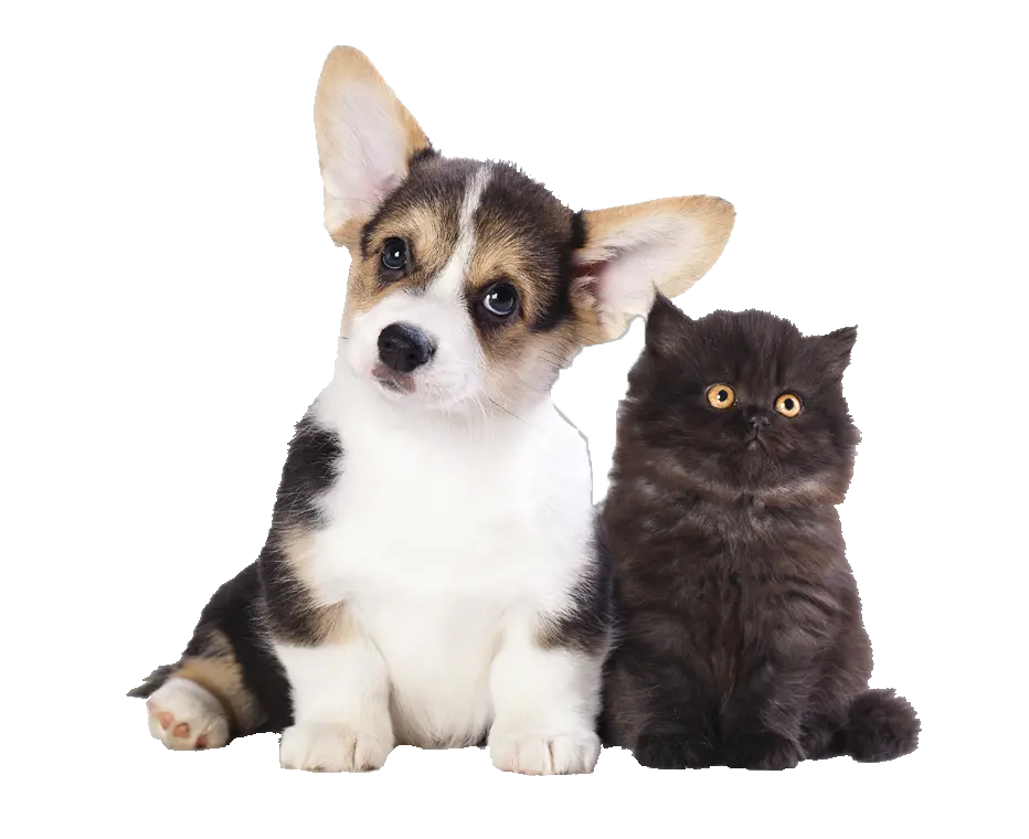 Easipetcare Low Cost Vets Pet Vaccinations Neutering Corgi Puppy And Kitten Png Dog Sitting Png