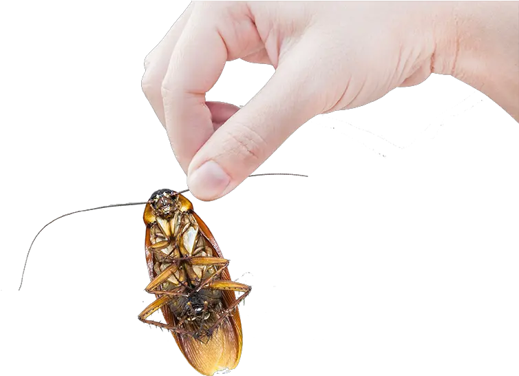 Fumigación De Cucarachas En Panamá Cockroach Full Size Hand Holding A Cockroach Png Cockroach Png