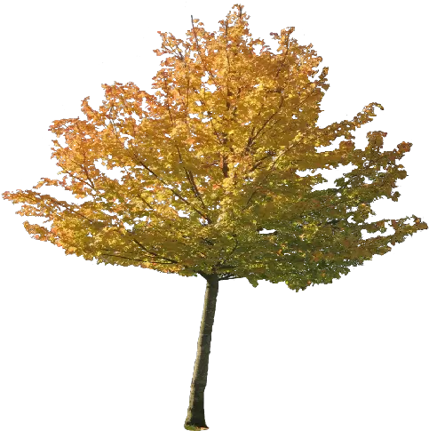 Index Of Autumn Png Png Trees For Photoshop