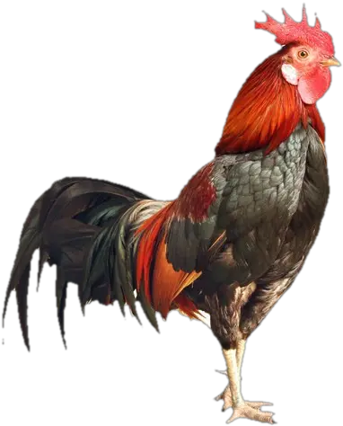 Peta Says Pet A Derogatory Term Rooster Png Cock Png