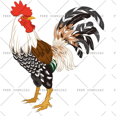 Cock Chicken Rooster Png Image With Rooster Illustration Chicken Transparent