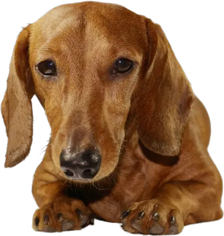 Breed Dogs Png V Dachshund Png Dogs Png