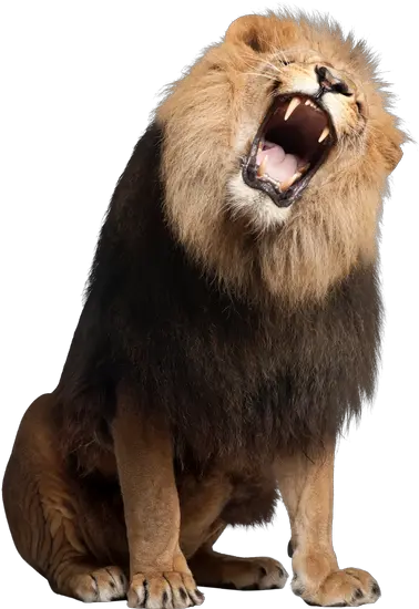 Roar Png Images German Safari Lion Roar Png