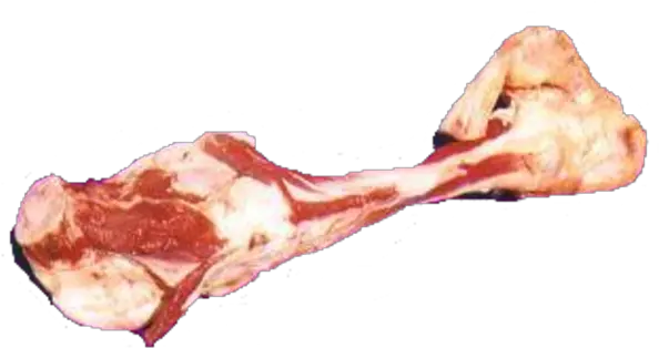 Bone Png Transparent Images Free Download Clip Art Bone Meat Png Bone Png