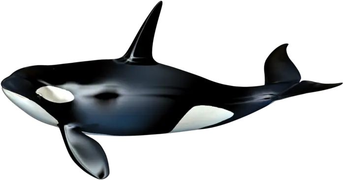 The Killer Whale Cetacea Killer Whale Png Download 737 Whale Stock Killer Whale Png