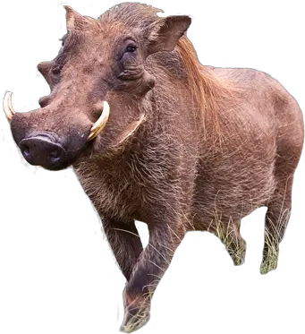 Warthog Png Images Warthogs In Zimbabwe Hog Png