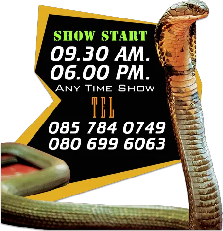 Cobra Show Rotten In The State Png King Cobra Png