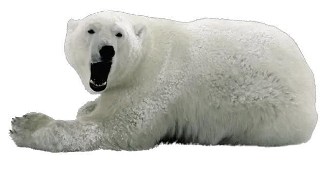 Polar Bear Png Png Polar Bear Transparent Background