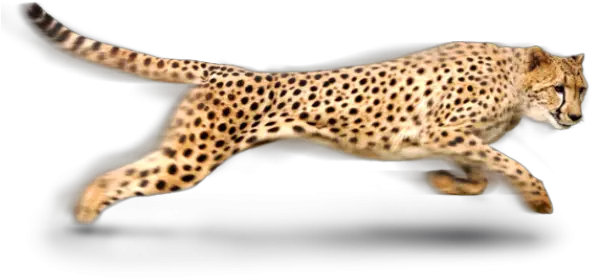 Cheetah Png Running Cheetah Transparent Background Cheetah Png