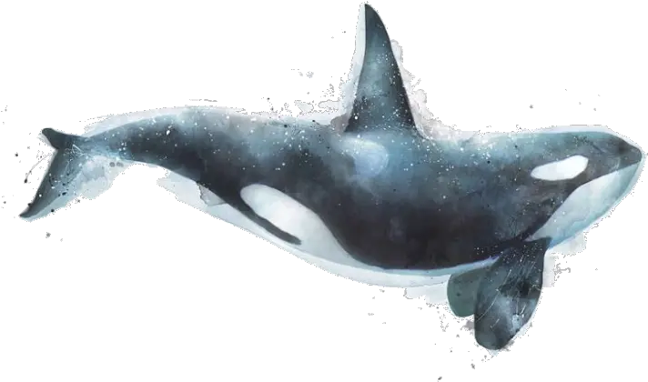 Includegraphics With Transparent Tex Latex Stack Exchange Killer Whale Art Png Whale Transparent Background