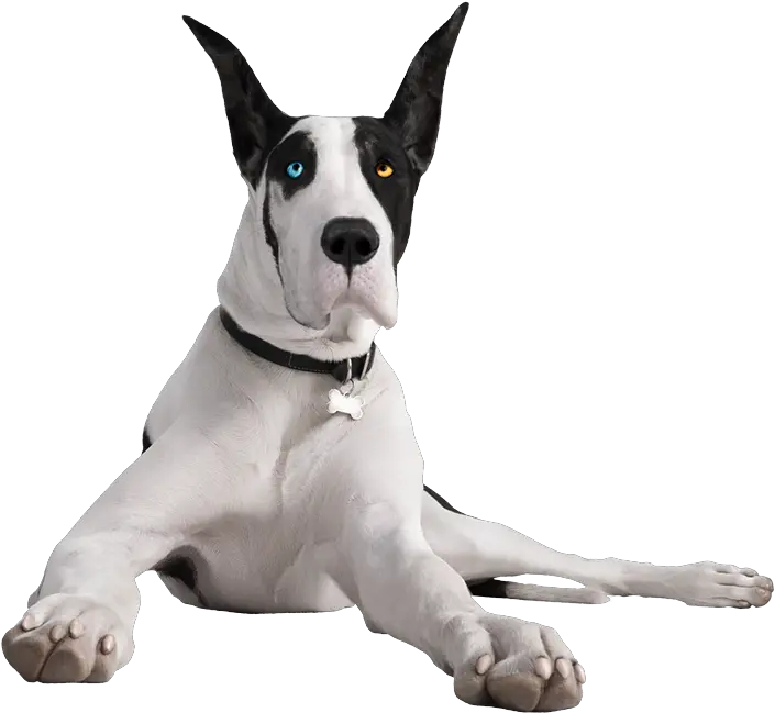 Download Hd Your Cart Is Empty Transparent Great Dane Png Great Dane Png