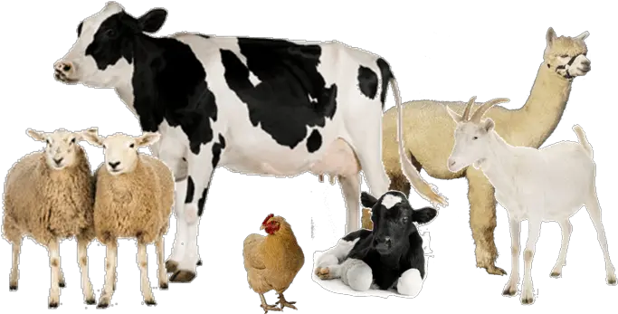 Download Group Of Farm Animals Cow White Background Full Cow White Background Png Cow Transparent Background