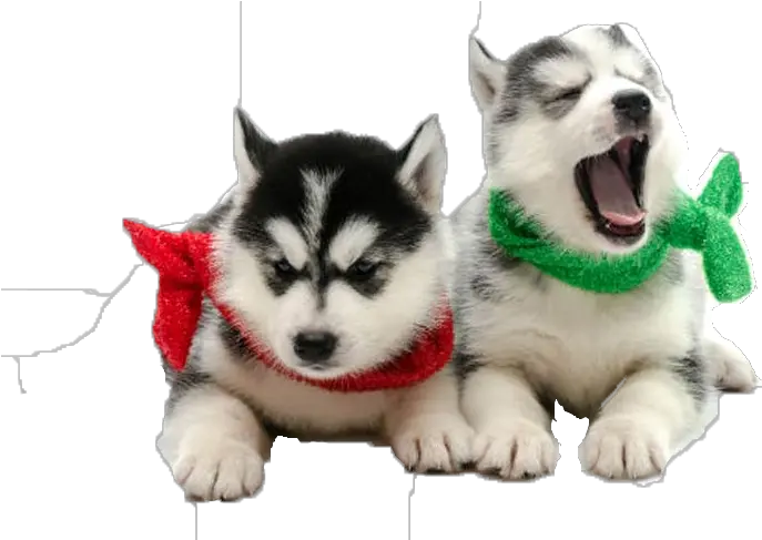 Dogs Png Transparent Background Dog