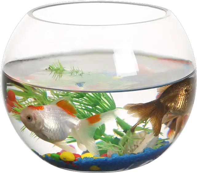 Download Hd Ranfeng Small Fish Tank Small Fish Tank Png Fish Tank Png