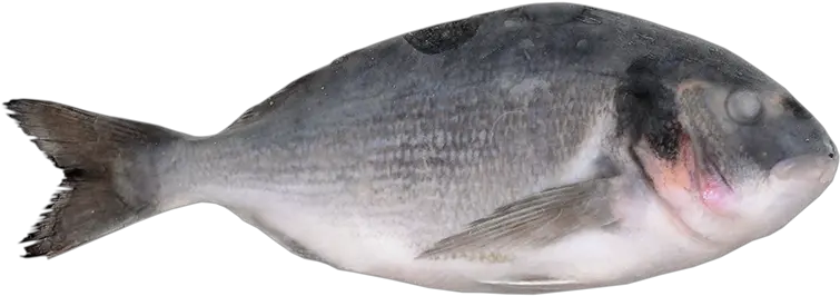 Frozen Fish Ilknak Aquaculture Oily Fish Png Bass Fish Png