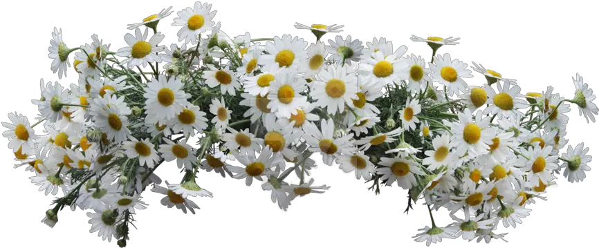 Daisies Flowers Crown Wildflowers Flowercrown Spring Daisy Flower Crown Png Flower Crown Png