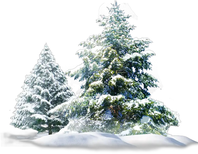 Snow Pine Tree Png Group Hd 1212589 Png Images Pine Trees Png