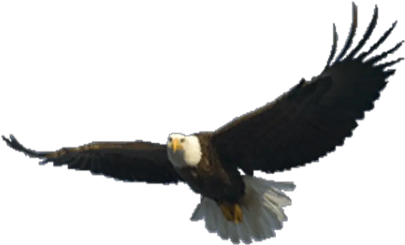 Free Transparent Png Images Flying Eagle Transparent Background Bald Eagle Transparent